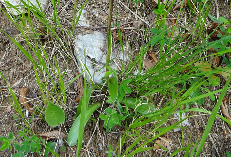 Orchis mascula subsp. speciosa